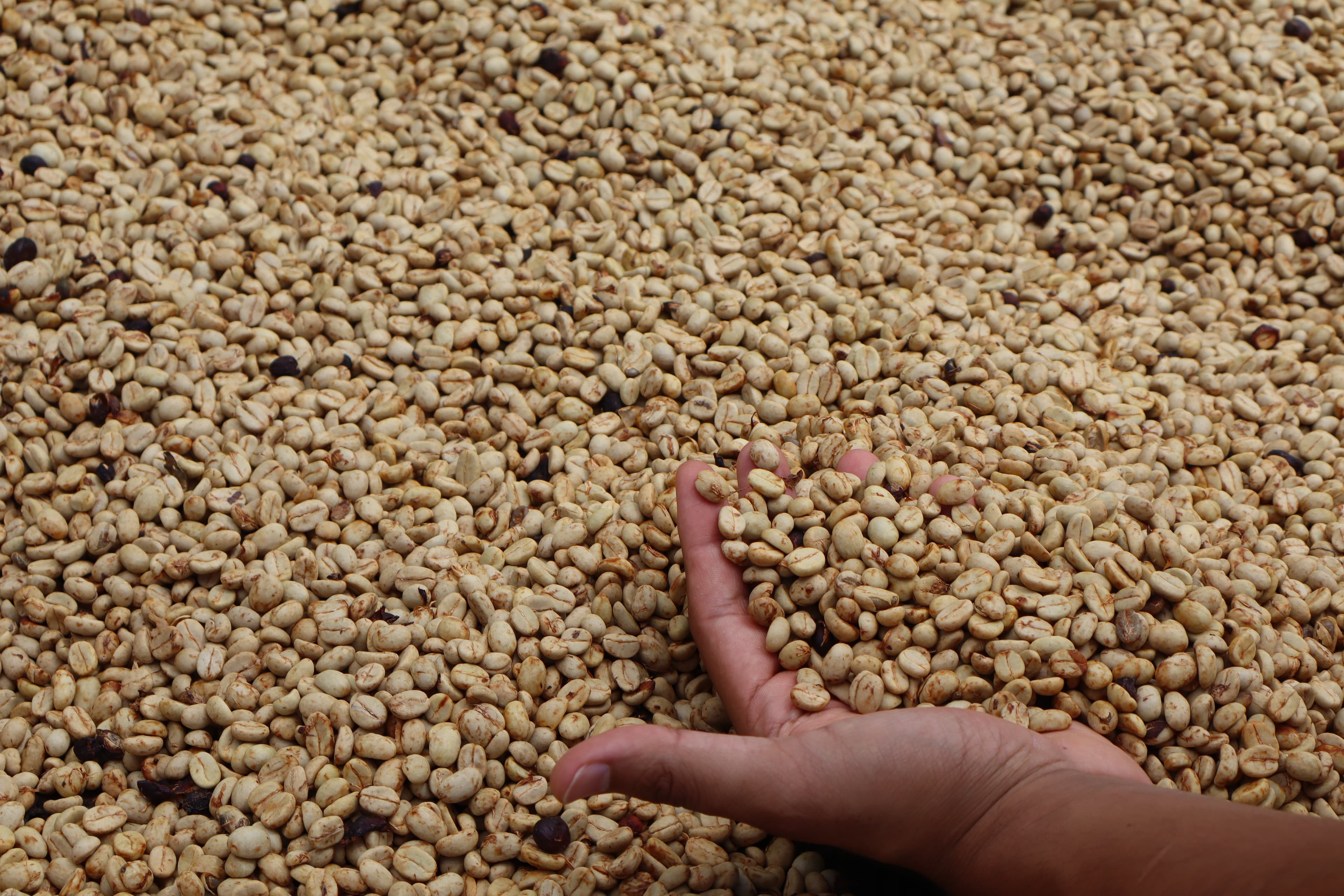 African beds — raked hourly, twelve to twenty days to 10.5% moisture