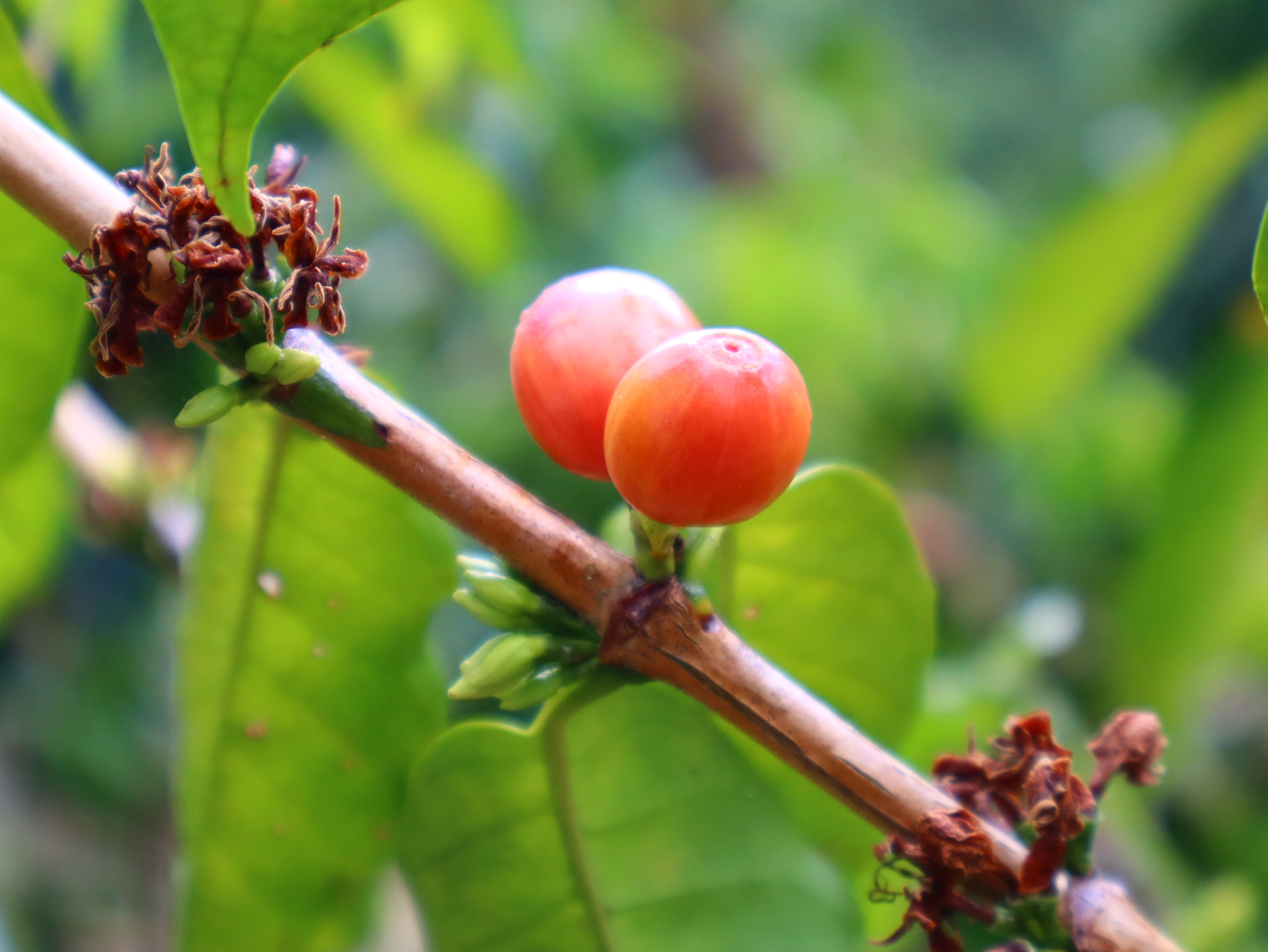 Selective picking — only fully ripe cherry, three passes per plot